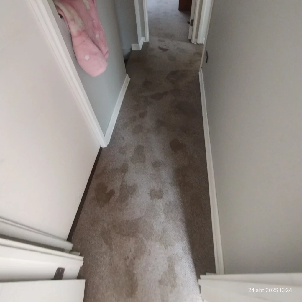 Limpieza de alfombras profesional 12